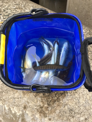 アジ ガシラ ベラ