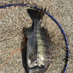 和歌山で紀州釣り