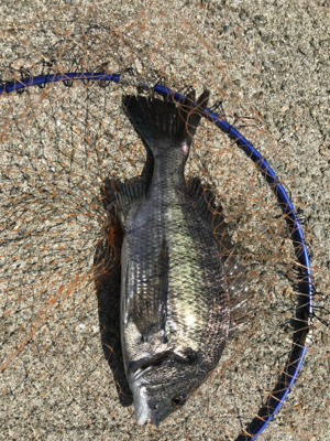 和歌山で紀州釣り