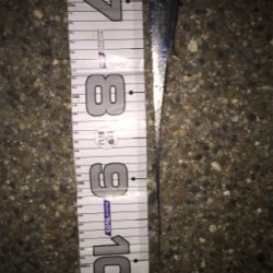 アタリ少ないですがやっと入ってきた!