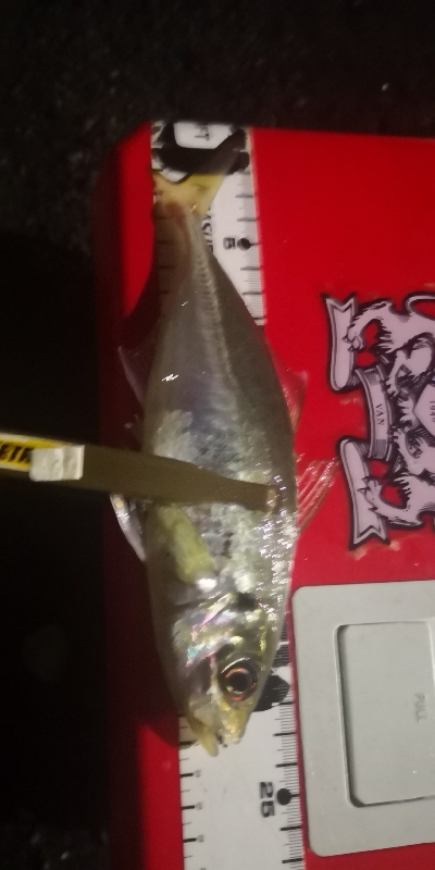 アジング練習23