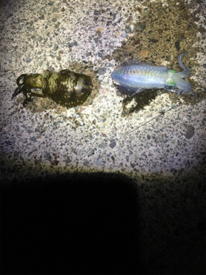 餌の力はすごい