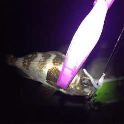 タチウオフィーバーで人居過ぎ