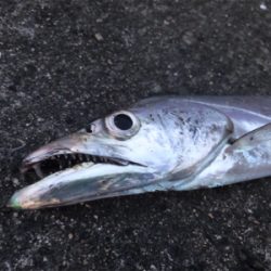 シブかったけどなんとか！