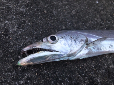 シブかったけどなんとか！