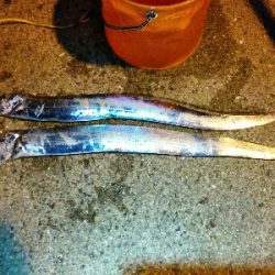 シーズン初タチ