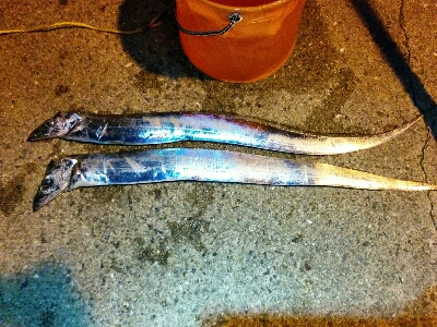 シーズン初タチ