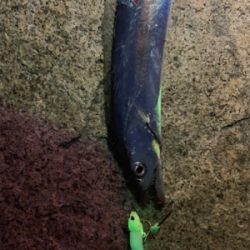 今季初タチウオ