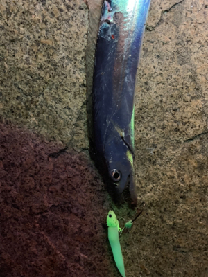 今季初タチウオ