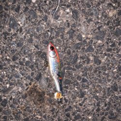 シャローエリア 水深約80cmでシーバス (フラペンs65)