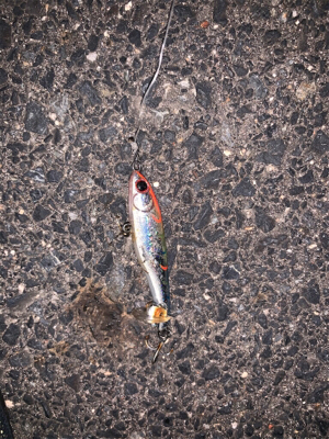 シャローエリア 水深約80cmでシーバス (フラペンs65)