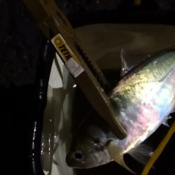 アジング練習24