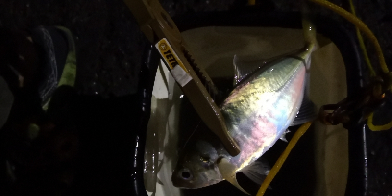 アジング練習24