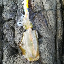 第二回アオリイカ調査