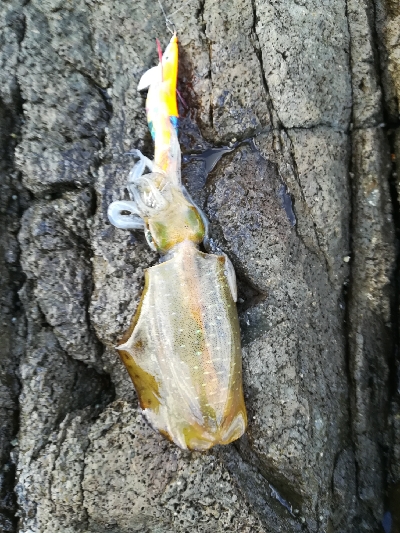 第二回アオリイカ調査