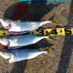 青物釣れてます