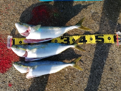 青物釣れてます