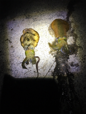 エギングでリベンジ