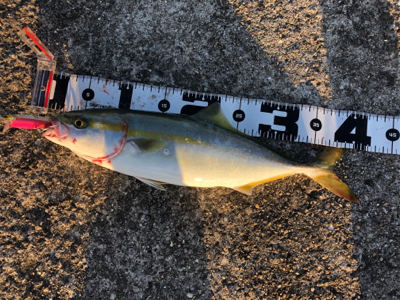 ハマチが釣りたくて…