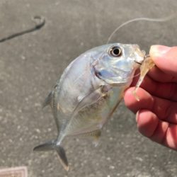 ショアジギ不発でライトゲーム