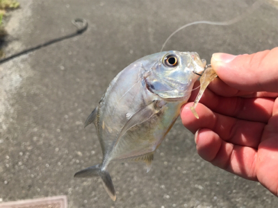 ショアジギ不発でライトゲーム