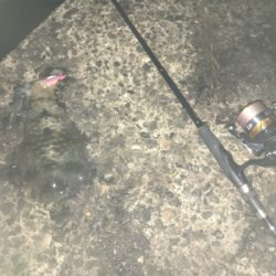 アジングからのエギング