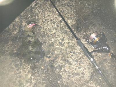 アジングからのエギング