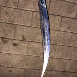 釣れるが小さい