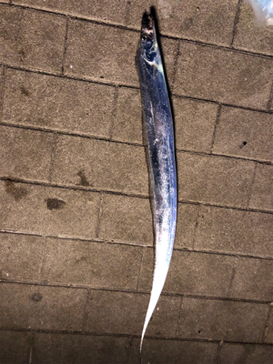 釣れるが小さい