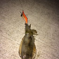 久々のエギング