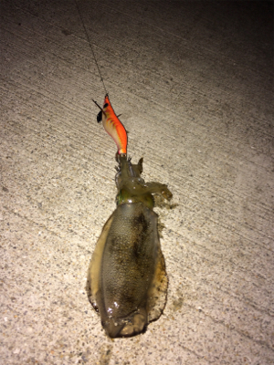 久々のエギング