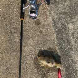 初大崎上島エギング