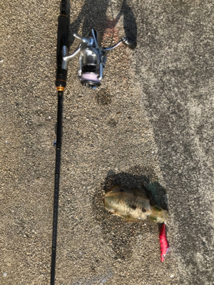 初大崎上島エギング