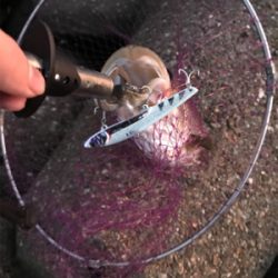 メジロ級のシーバス~お前じゃねぇんだなぁを添えて~