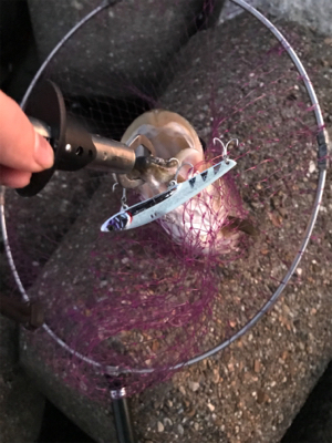 メジロ級のシーバス~お前じゃねぇんだなぁを添えて~