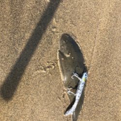 朝マズメの下げ潮マゴチ