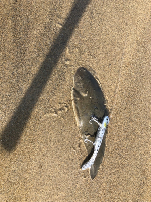 朝マズメの下げ潮マゴチ