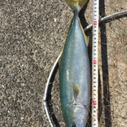 ハマチラーッシュ！！