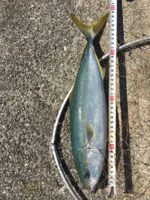 ハマチラーッシュ！！