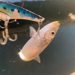 渋太刀としらすナブラと。