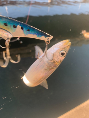 渋太刀としらすナブラと。