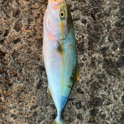 ショアジギング