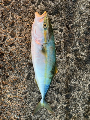 ショアジギング