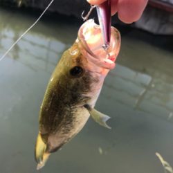 買いたてのルアー鯉に取られた!!