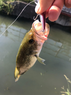 買いたてのルアー鯉に取られた!!