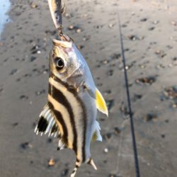 アジング&エギング