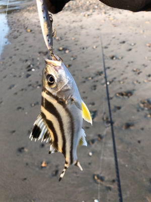 アジング&エギング