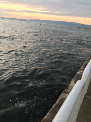 タチウオ開幕^ – ^