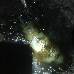 アオリイカ6杯！バラシ1杯