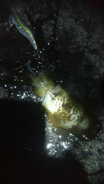 アオリイカ6杯！バラシ1杯